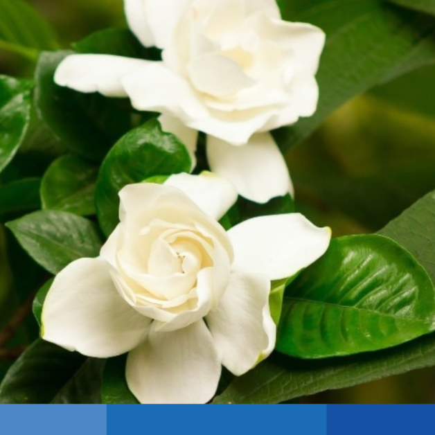 Màu tự nhiên xanh dương Gardenia Blue E165